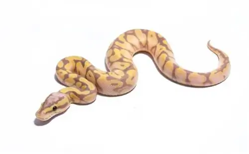 Skalaløs Bold Python Morph: Billeder, Fakta & Plejevejledning