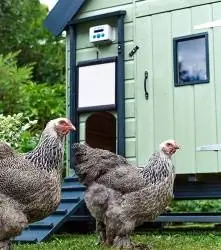 10 Pinakamahusay na Automatic Chicken Coop Doors noong 2023 – Mga Review & Mga Nangungunang Pinili