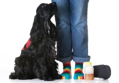 Allergi-deteksjonstjenestehunder: hva de er & Hva de gjør