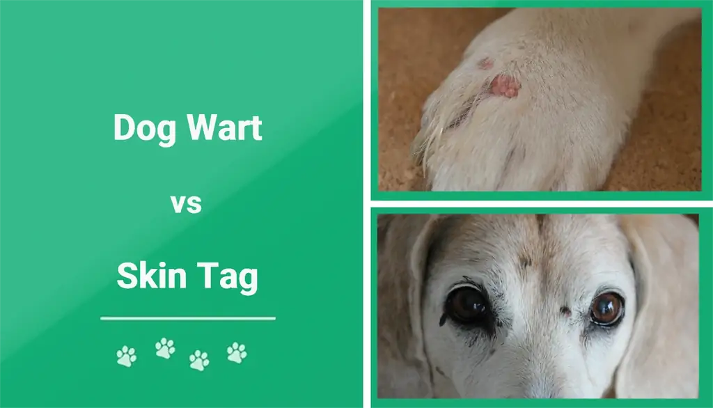 Kutyaszemölcs vs bőr címke: Állatorvos által felülvizsgált különbségek magyarázata