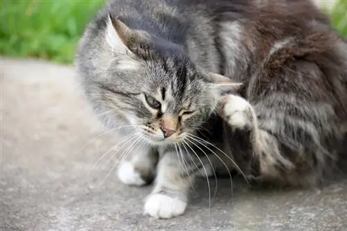 Wie erkennt man, ob eine Katze Flöhe hat? 8 mögliche Anzeichen