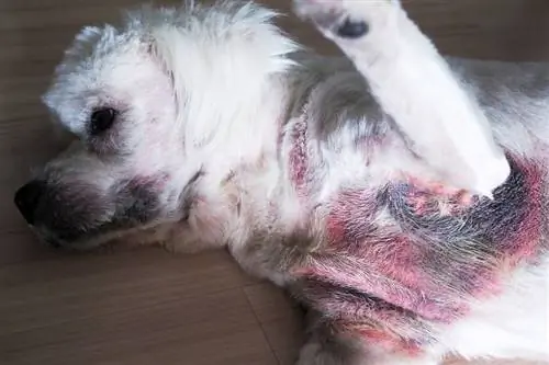 Köpeklerde Malassezia Dermatit (Maya Enfeksiyonları): Nedenleri, Tedavileri, Önleme
