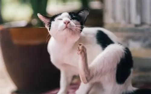 Cum să-ți dai seama dacă o pisică este alergică la mâncare: 6 semne aprobate de set