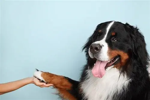 Ένας σκύλος του βουνού της Βέρνης έχει πόδια με ιστό; Η ενδιαφέρουσα απάντηση
