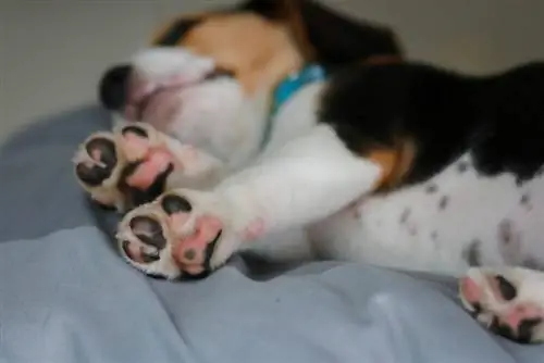 Har beagler netfødder? Det interessante svar