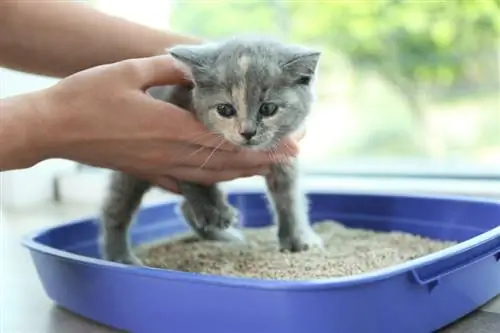 10 beste nesten voor kittens in 2023 – Recensies & Topkeuzes