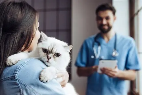 Jak uklidnit kočku před a u veterináře: 8 osvědčených způsobů