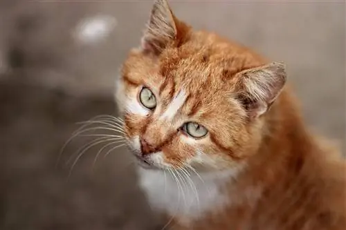 Ali so vse oranžne mačke samci? Fascinantna dejstva
