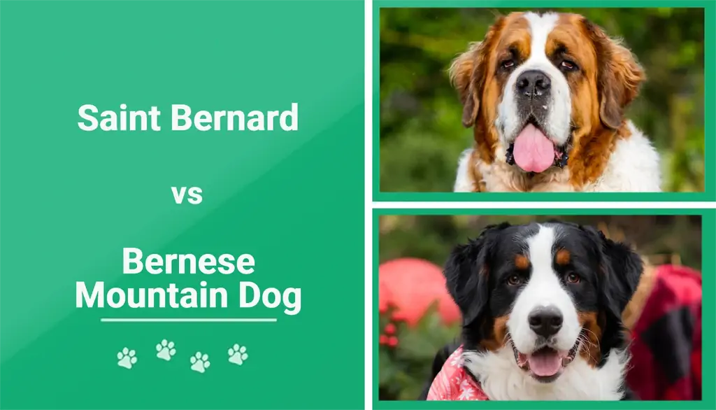 Bernardin protiv bernskog planinskog psa: razlike (sa slikama)