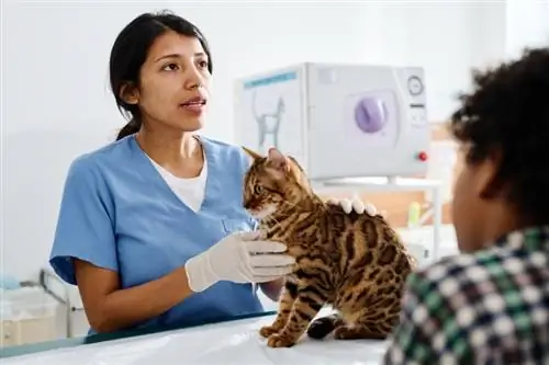 Bao lâu thì bạn nên đưa mèo đến bác sĩ thú y? Lời khuyên của chuyên gia cho mọi giai đoạn cuộc đời