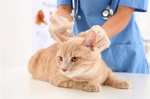 क्या मुझे अपनी इनडोर बिल्ली का टीकाकरण करवाना चाहिए? (पशुचिकित्सक उत्तर)