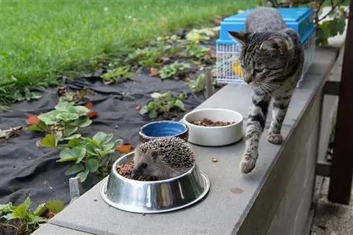 Mogu li ježevi jesti hranu za mačke? Šta treba da znate