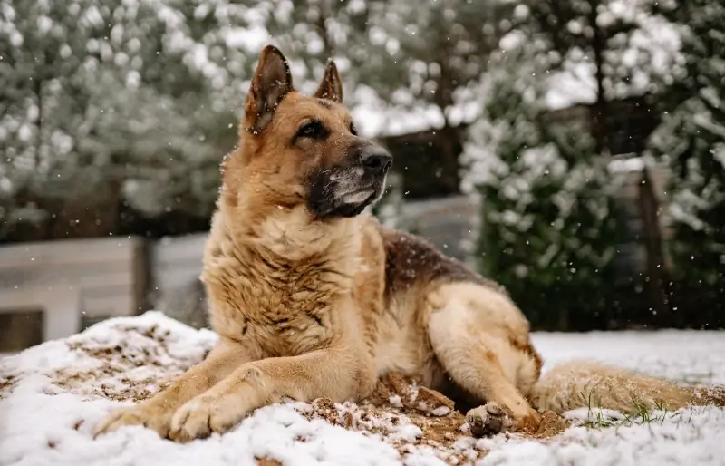 Els gossos poden tenir puces a l'hivern? Fets revisats pel veterinari & PMF