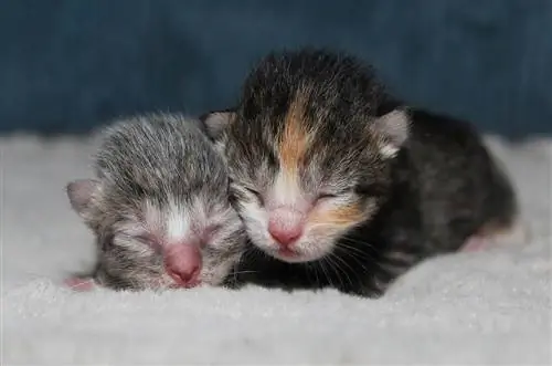 Kapan Anak Kucing Membuka Matanya? Perkembangan Bayi Baru Lahir
