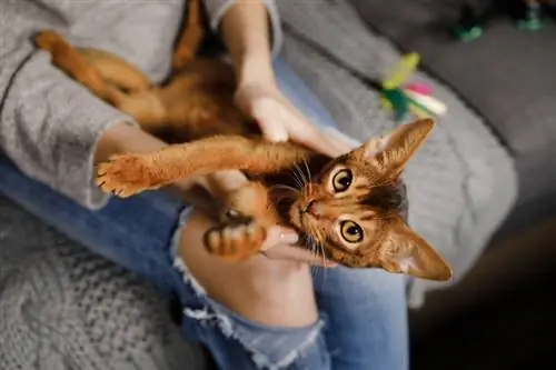 Gatos fazem cócegas? Fatos interessantes & Dicas