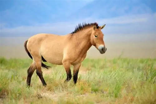 मंगोलियाई घोड़ा: तथ्य, जीवनकाल, व्यवहार & देखभाल गाइड (चित्रों के साथ)