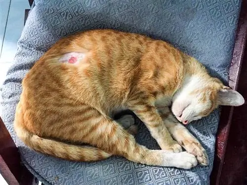 Hot Spots sur les chats : symptômes, causes & Traitement