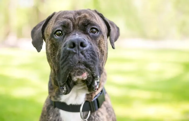 Cane Corso Ameerika buldogi segu: juhend, pildid, hooldus & Veel