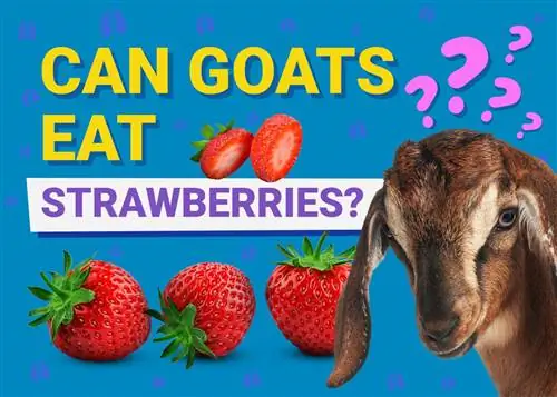 ¿Pueden las cabras comer fresas? Lo que necesitas saber