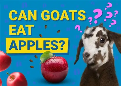 Bolehkah Kambing Makan Epal? Perkara yang Anda Perlu Tahu