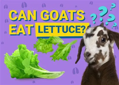 Können Ziegen Salat essen? Was du wissen musst