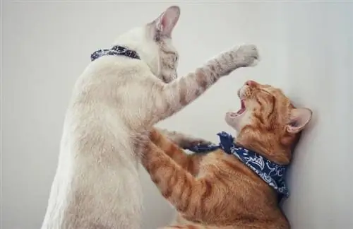 Hoe te zien of katten aan het spelen of vechten zijn: 3 manieren