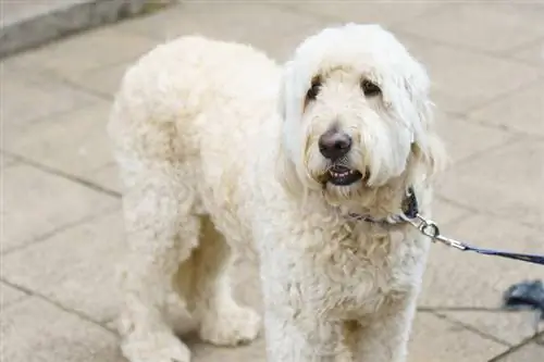 White Labradoodle: Ukweli, Asili & Historia (Pamoja na Picha)