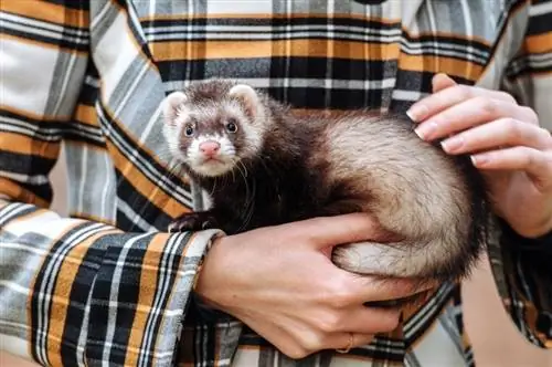 Ferrets hipoalerjenikdir? Nə Bilməlisən