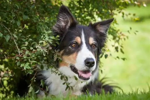 Tri-Color Border Collie: Facts, Origin & History (with Pictures)