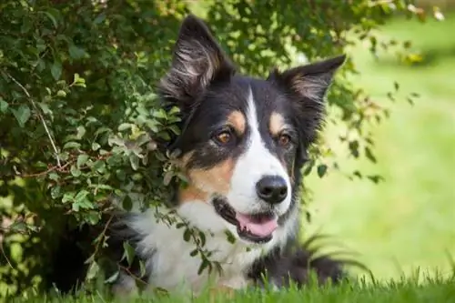 Collie Mpaka wa Rangi Tatu: Ukweli, Asili & Historia (pamoja na Picha)