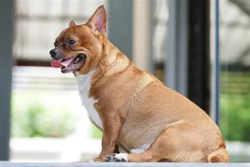 Op watter ouderdom kan honde dragtig raak: Feite nagegaan deur veearts & Gereelde vrae