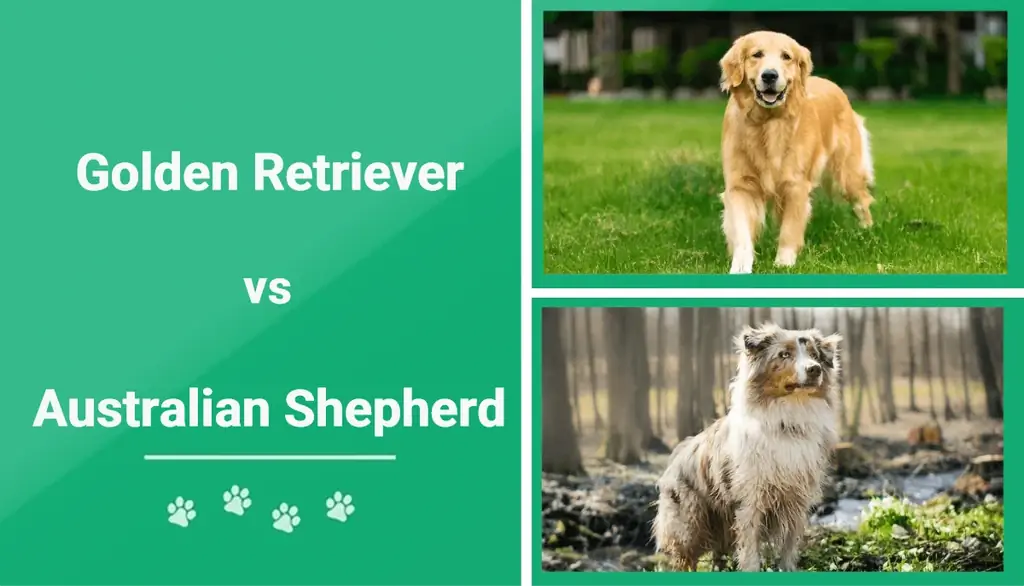 Golden Retriever vs Australian Shepherd: Bilder & Forskjeller forklart