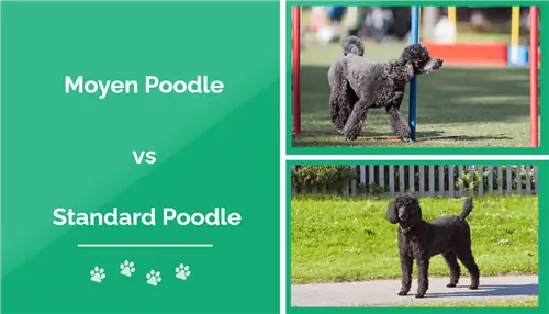 Moyen vs Standard Poodle: Las diferencias (con imágenes)