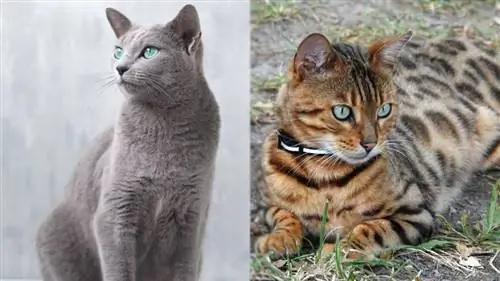 Krievu zilo Bengālijas kaķu maisījums: attēli, informācija, temperaments & iezīmes