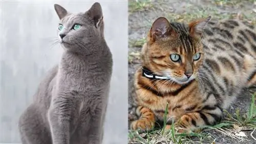 Russian Blue Bengal Cat Mix: Bilder, Info, Temperament & Egenskaper