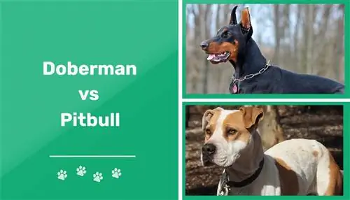 Dobermann vs. Pitbull: Die Unterschiede (mit Bildern)