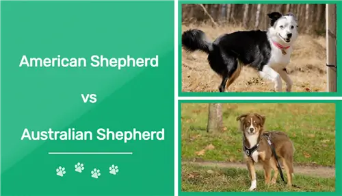 Amerikai juhászkutya vs ausztrál juhászkutya: A különbségek (képekkel)