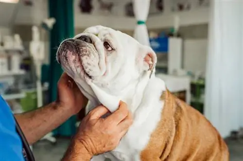 Wie sieht der Schädel einer Bulldogge aus? Auswirkungen unethischer Zucht
