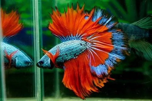 11 fascinujúcich faktov o Betta Fish (s obrázkami)