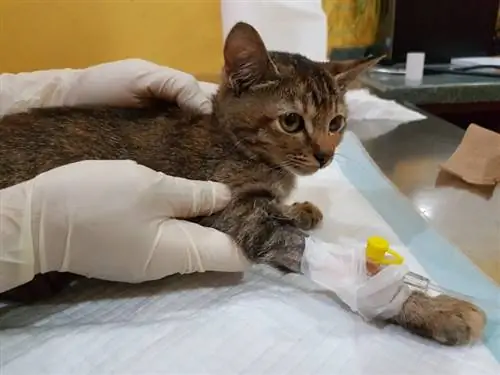 Berapakah Kos Kemoterapi untuk Kucing? Panduan Harga 2023