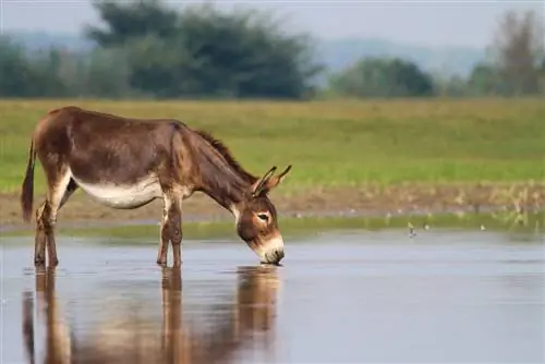 Czy osły potrafią pływać & Czy lubią wodę? Fakty & Często zadawane pytania