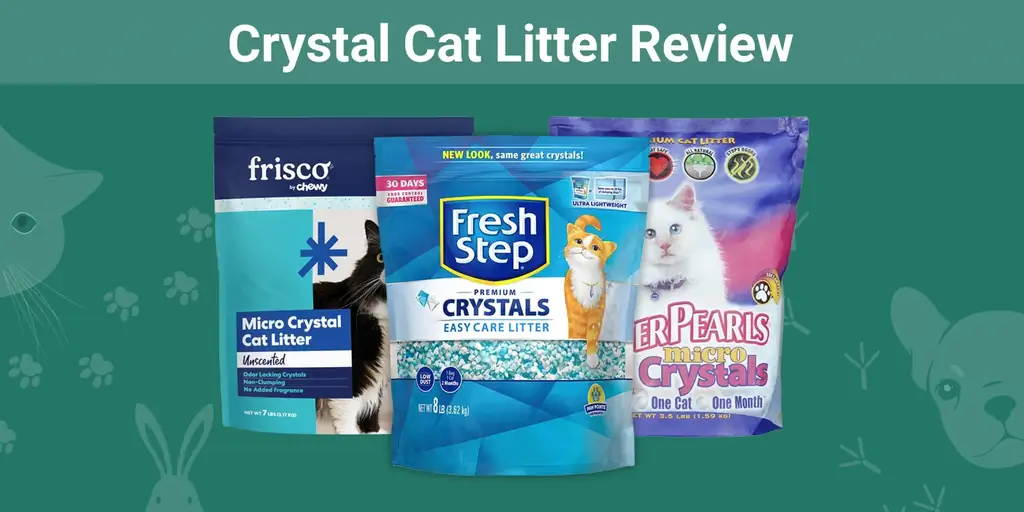 Crystal Cat Litter 2023 รีวิว: ข้อดี ข้อเสีย คำถามที่พบบ่อย & คำตัดสิน