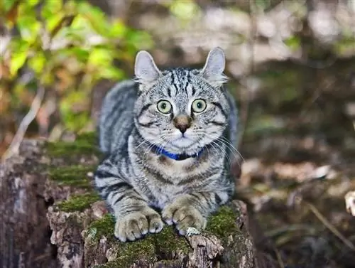 Desert Lynx Cat: รูปภาพ, การดูแล, คู่มือ & อารมณ์