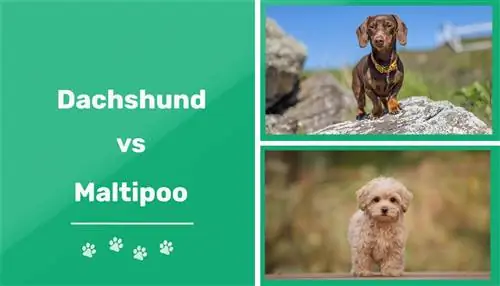 Dachshund vs M altipoo: The Differences (with Pictures)