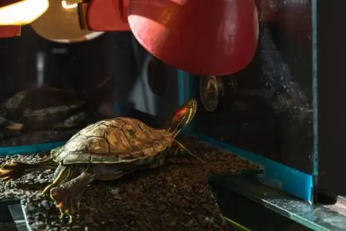 Cât timp poate supraviețui o țestoasă fără o lampă de căldură? Vet-Review Facts & Sfaturi