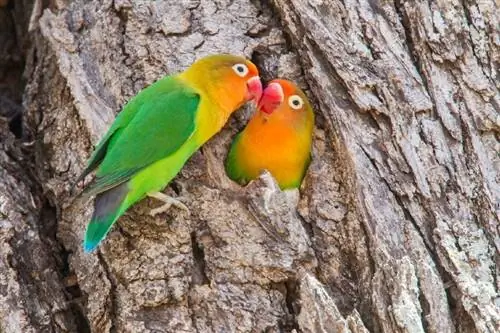 Fischer’s Lovebird: Personality, Pictures, & Care Guide
