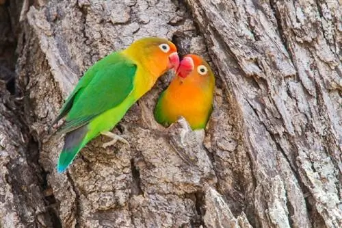 ፊሸር's Lovebird: ስብዕና, ስዕሎች, & እንክብካቤ መመሪያ