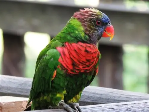 Warum sind Papageien bunt? Avian Facts & FAQs (mit Bildern)