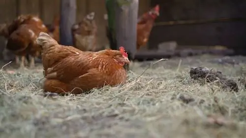 Når begynner kyllinger å legge egg? 5 tegn å se etter