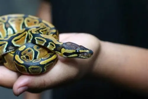 Tunnistavatko Ball Pythonit omistajansa? Näky vs tuoksu